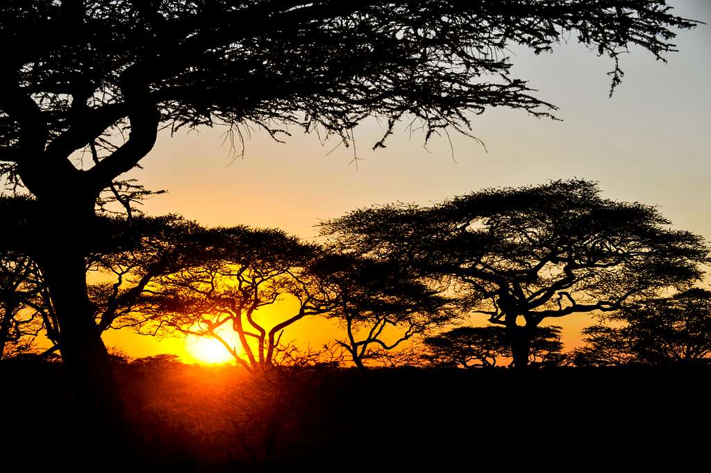 Ein einzelner Akazienbaum als Silhouette in der offenen Savanne bei Sonnenuntergang