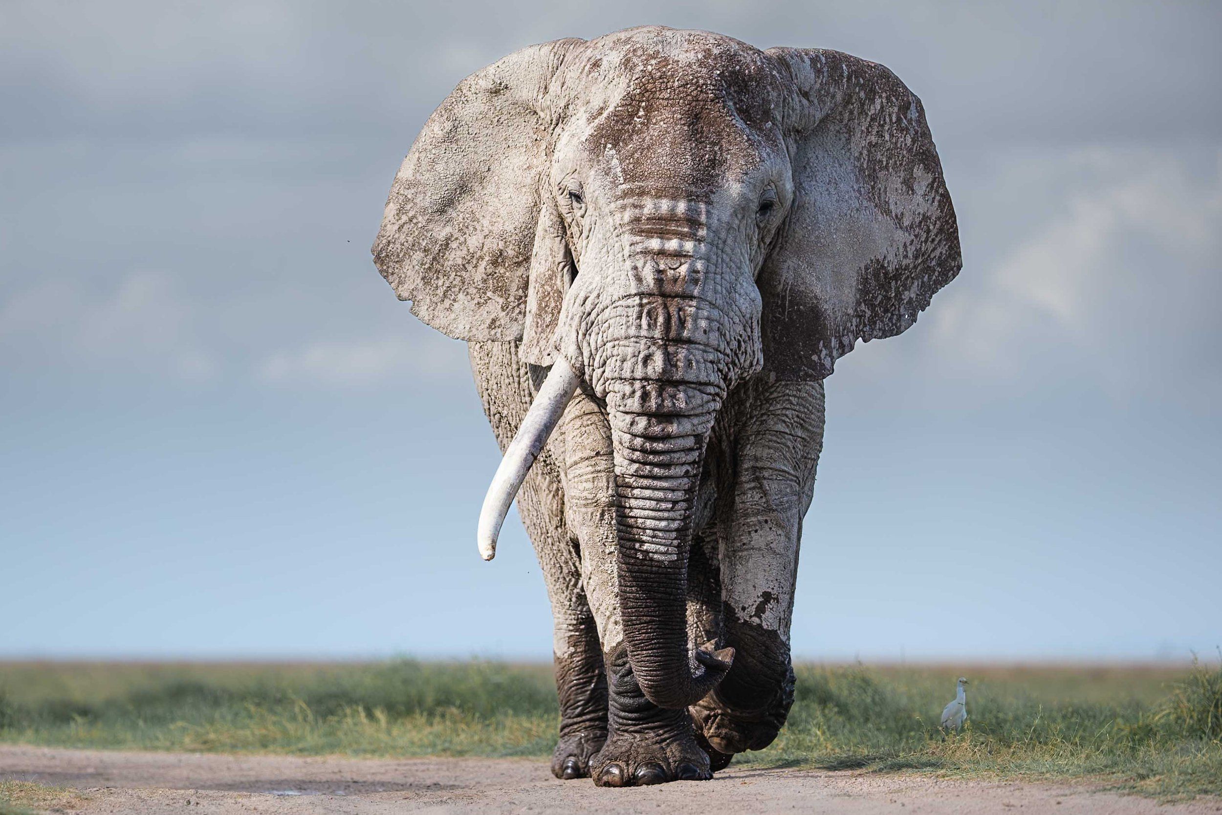 Eine Elefantenherde durchquert die grünen Sümpfe des Amboseli-Nationalparks, dahinter erhebt sich der schneebedeckte Kilimandscharo