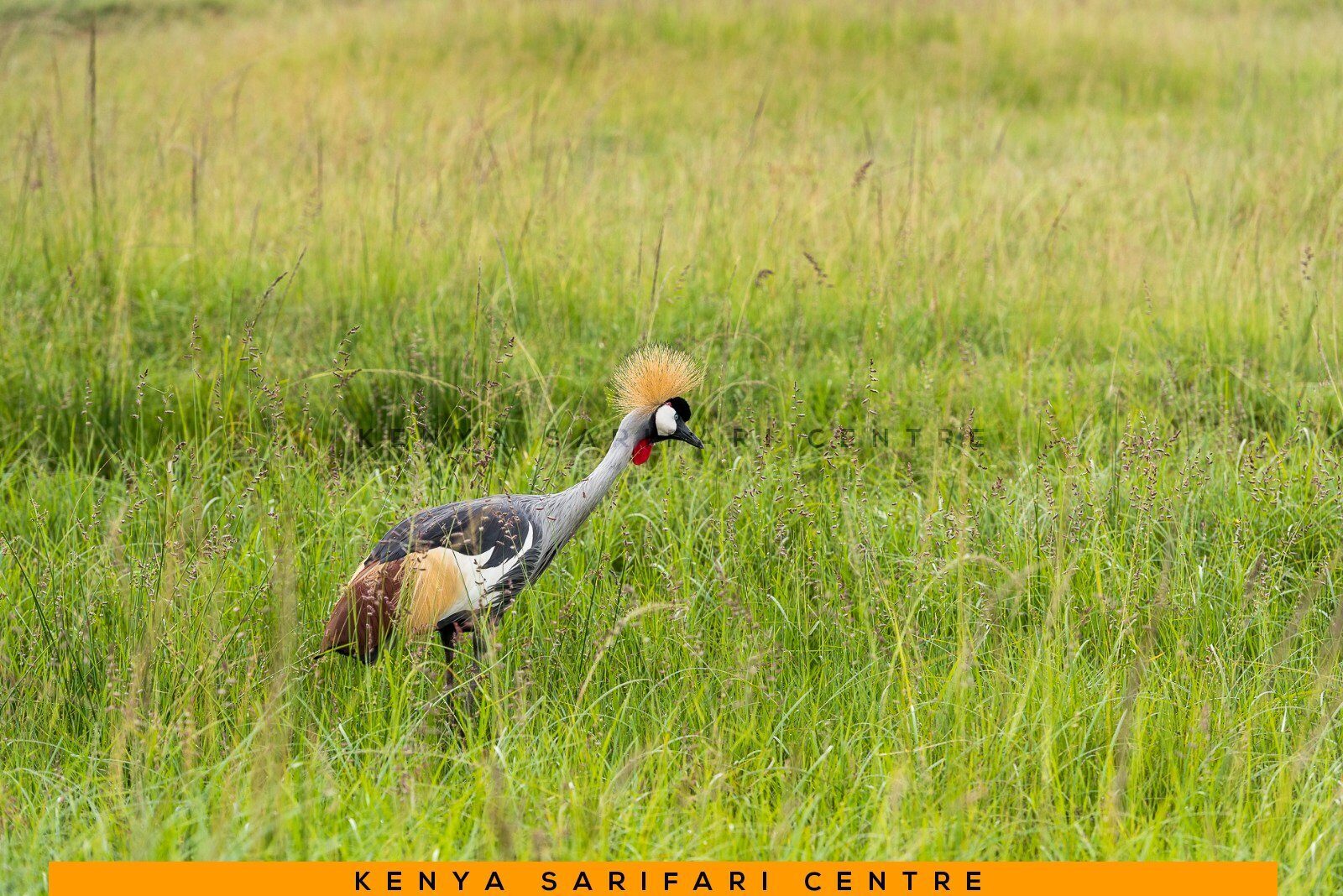 Ein Grauer Kronenkranich im Gras an einem See des Rift Valley in Kenia