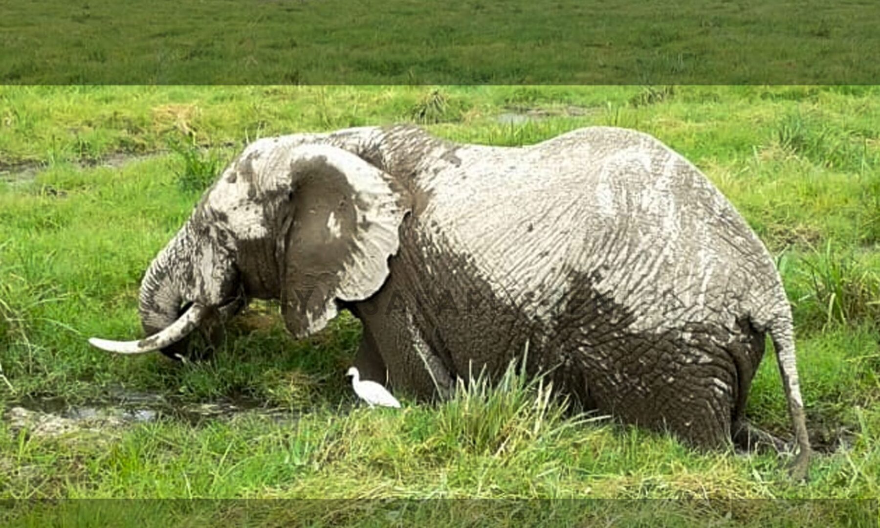 Nahaufnahme eines afrikanischen Elefanten beim Grasen im Amboseli-Nationalpark