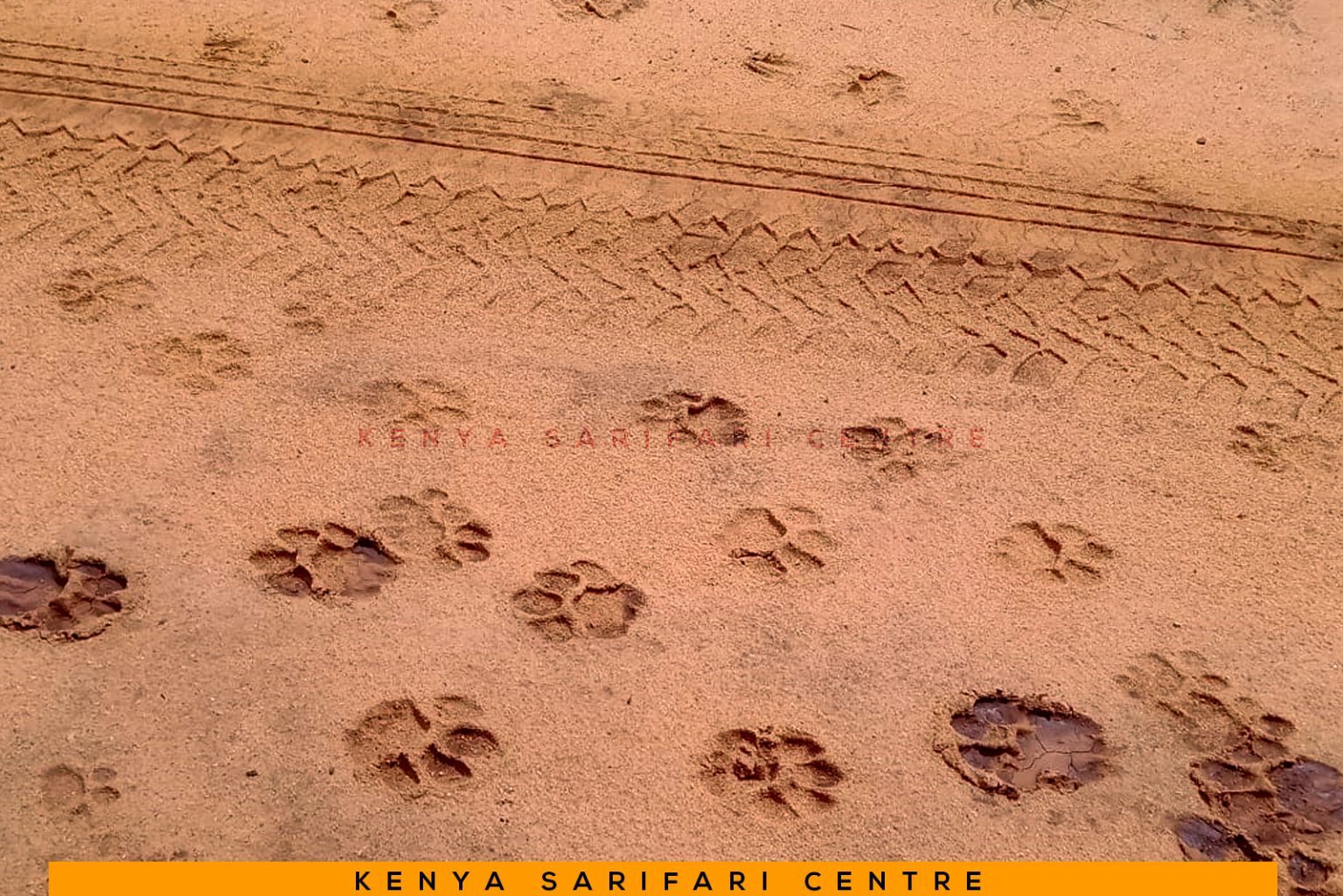 Tiefe Elefantenspuren im roten Staub einer Piste im Tsavo-Nationalpark, Kenia