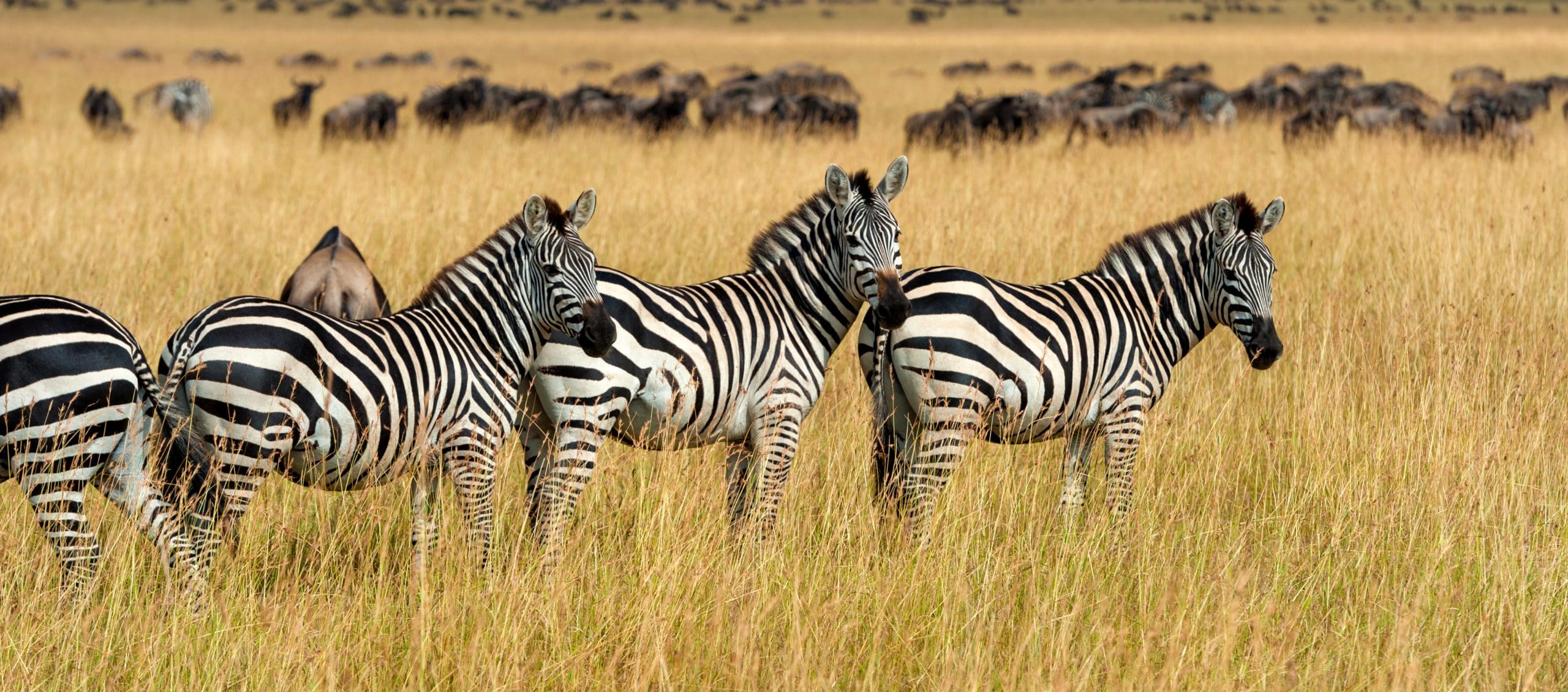 Ein Grevy-Zebra im trockenen Gras und zwischen Doumpalmen des Samburu-Nationalreservats in Nordkenia