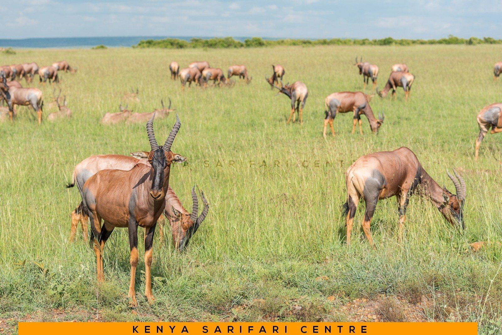 Impala-Herde im offenen Grasland nahe dem Hell's-Gate-Nationalpark, Kenia
