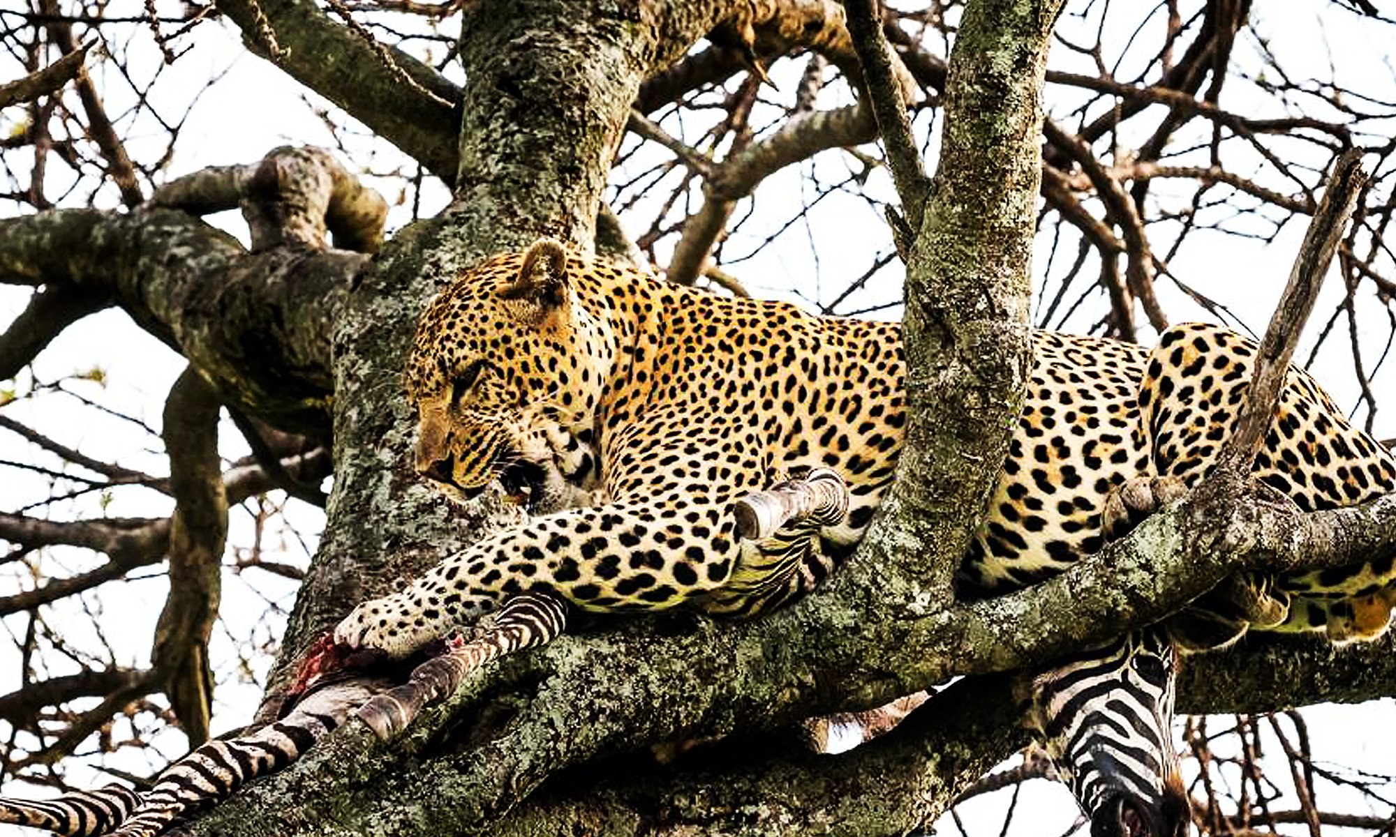 Ein Leopard ruht mit seiner Zebra-Beute auf einem Ast, sein geflecktes Fell verschmilzt mit der Rinde