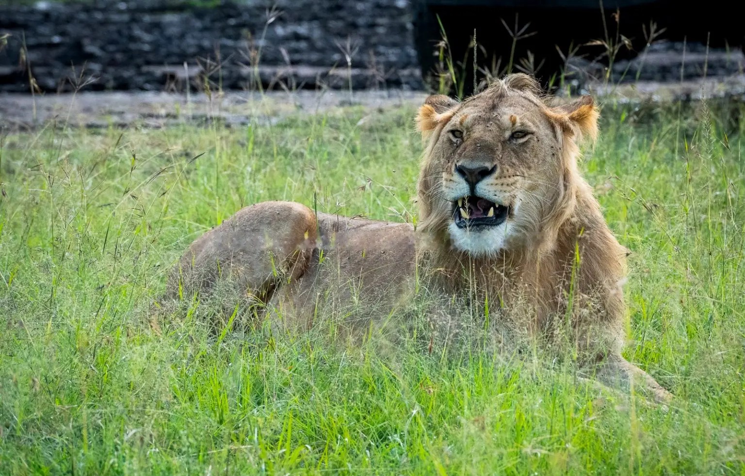 Ein junger männlicher Löwe ruht im hohen grünen Gras der Masai Mara und schaut direkt in die Kamera