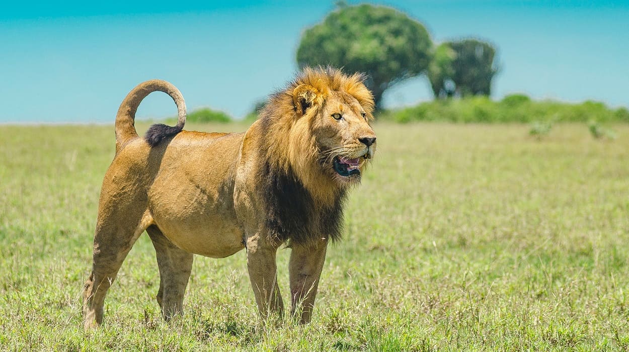 Ein männlicher Löwe in der offenen Savanne der Masai Mara