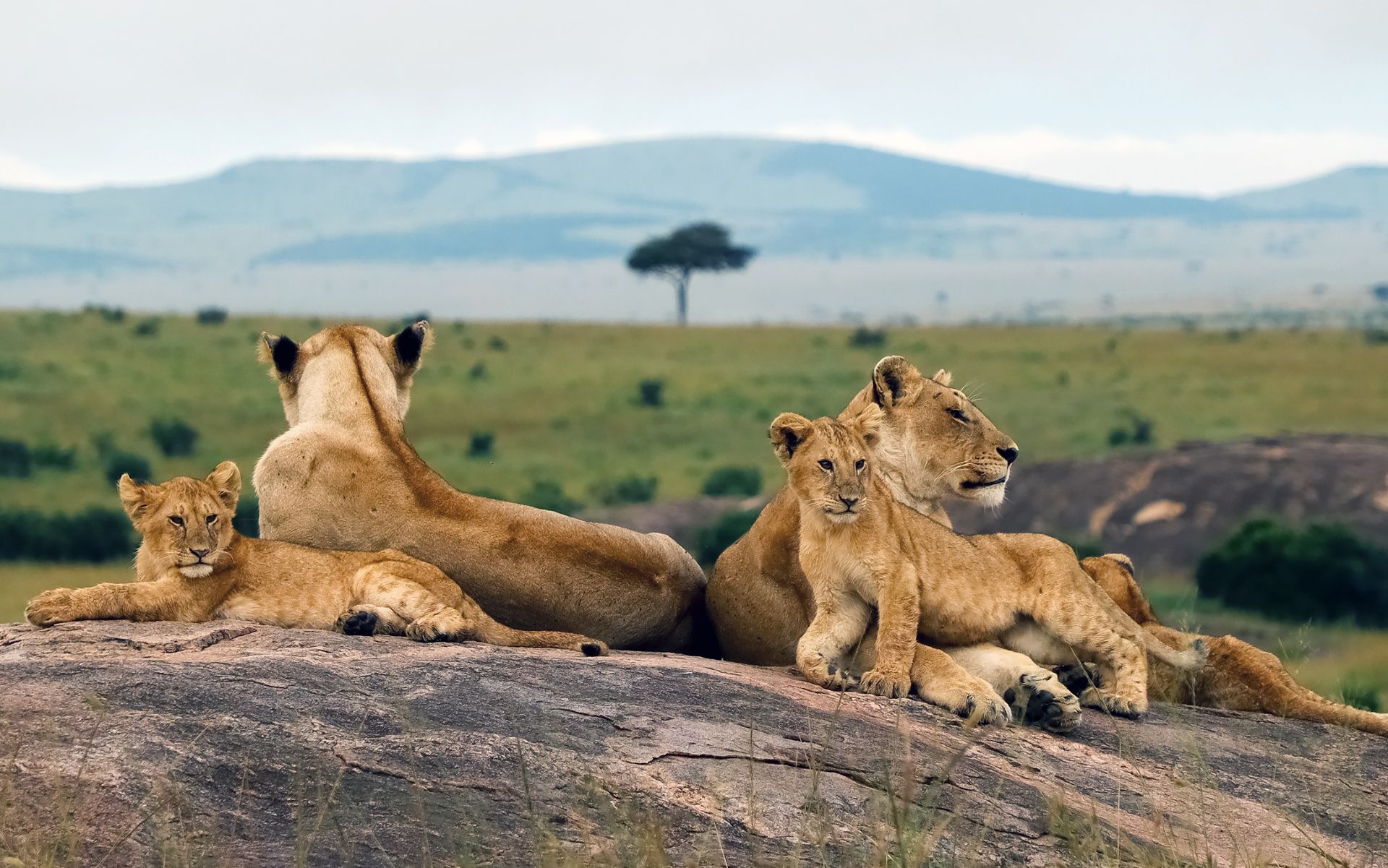Ein Löwenrudel ruht auf einem Felskuppen-Hügel in der Masai Mara