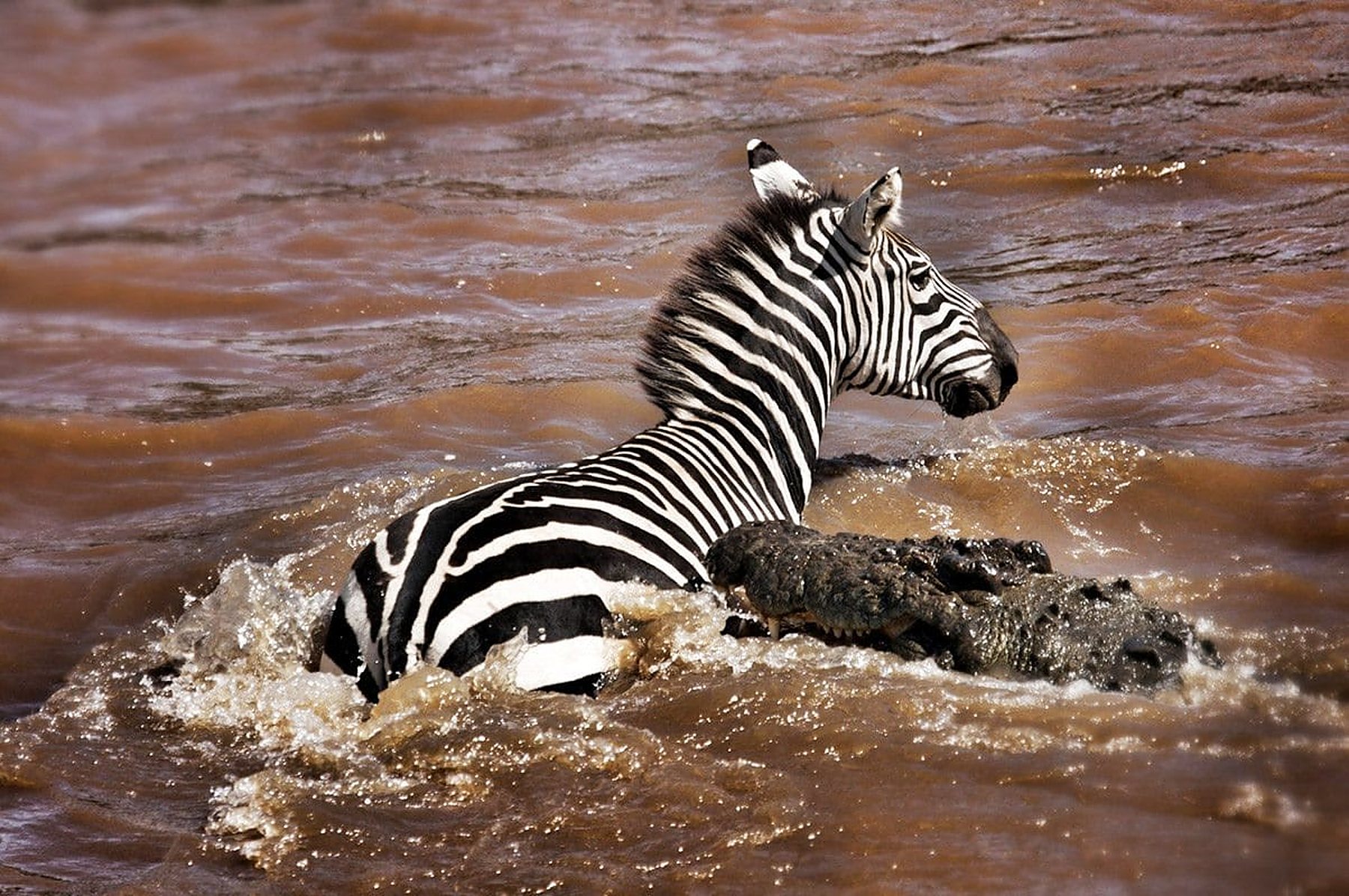 Ein Steppenzebra durchschwimmt den braunen, aufgewühlten Mara-Fluss bei der Gnu-Wanderung