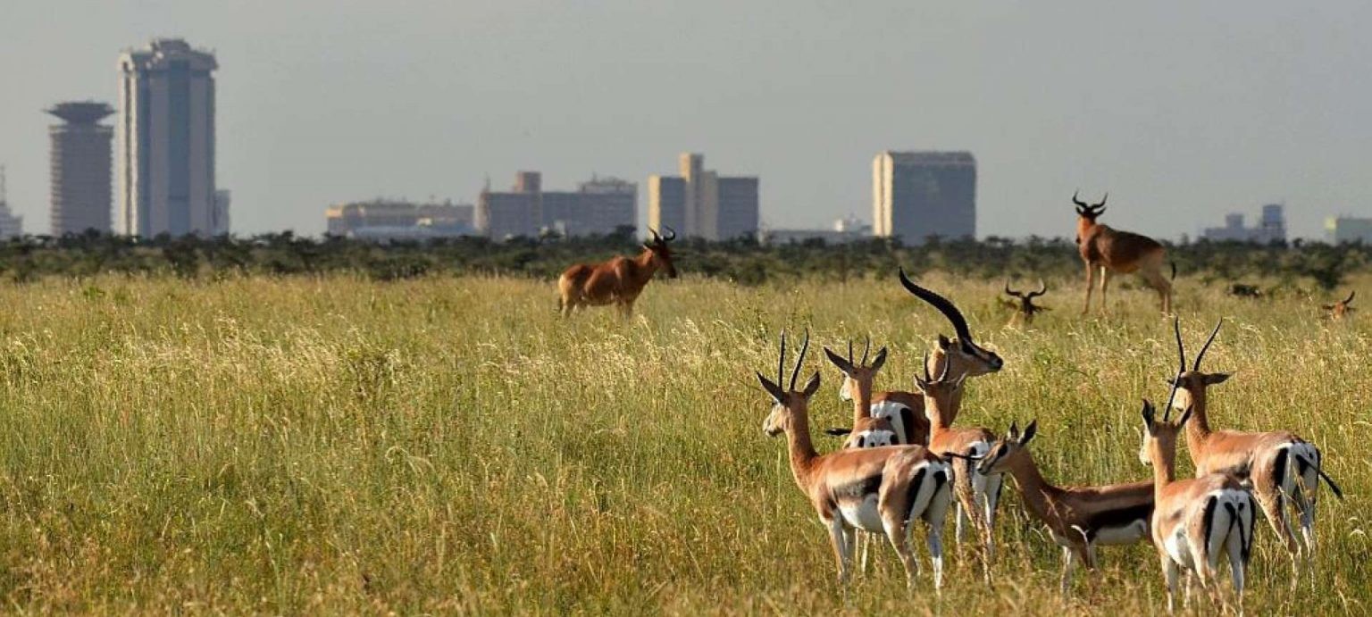 Gazellen und Kuhantilopen grasen im Gras des Nairobi-Nationalparks, dahinter die Skyline von Nairobi