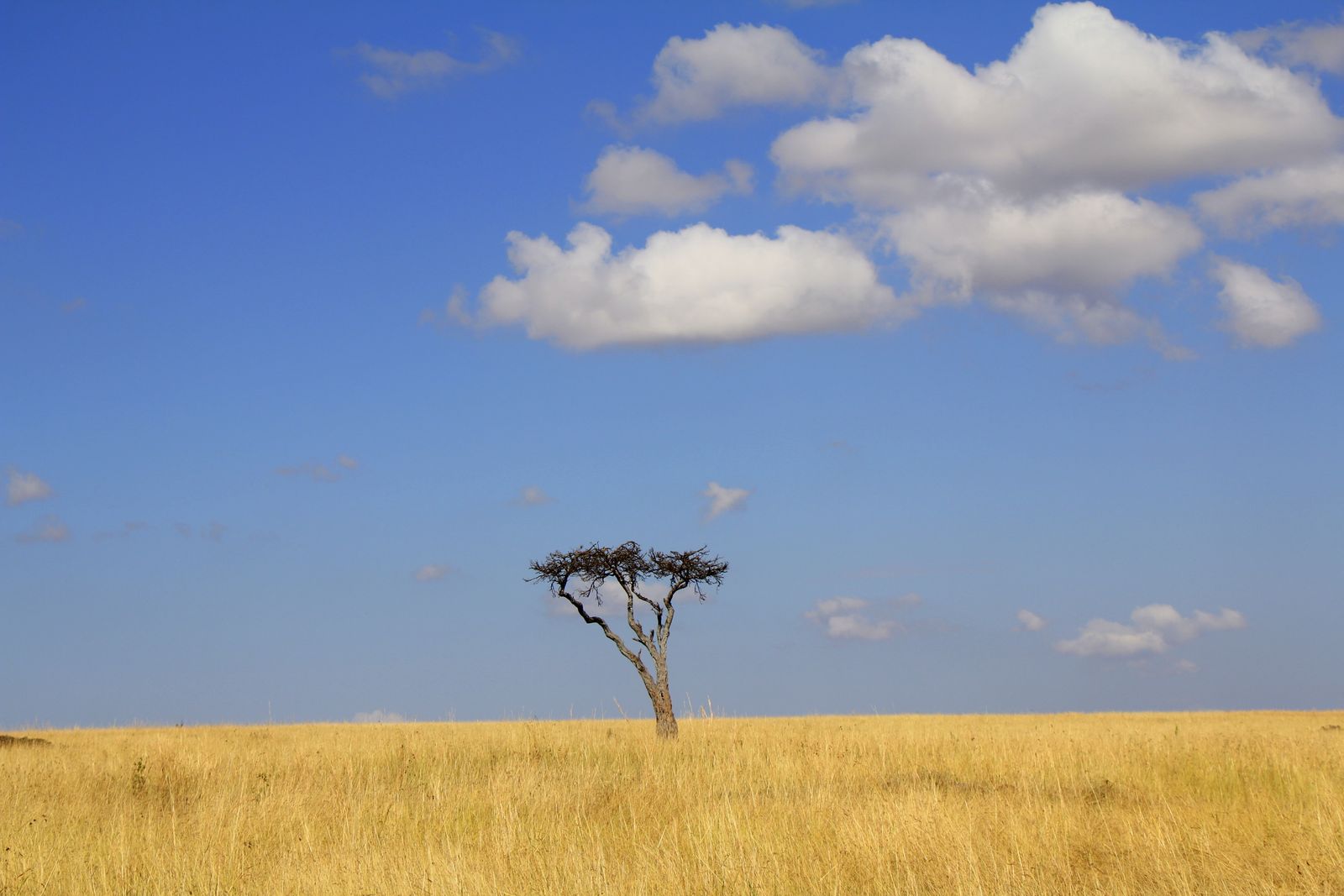 Lion resting on the open Maasai Mara plains at golden hour
