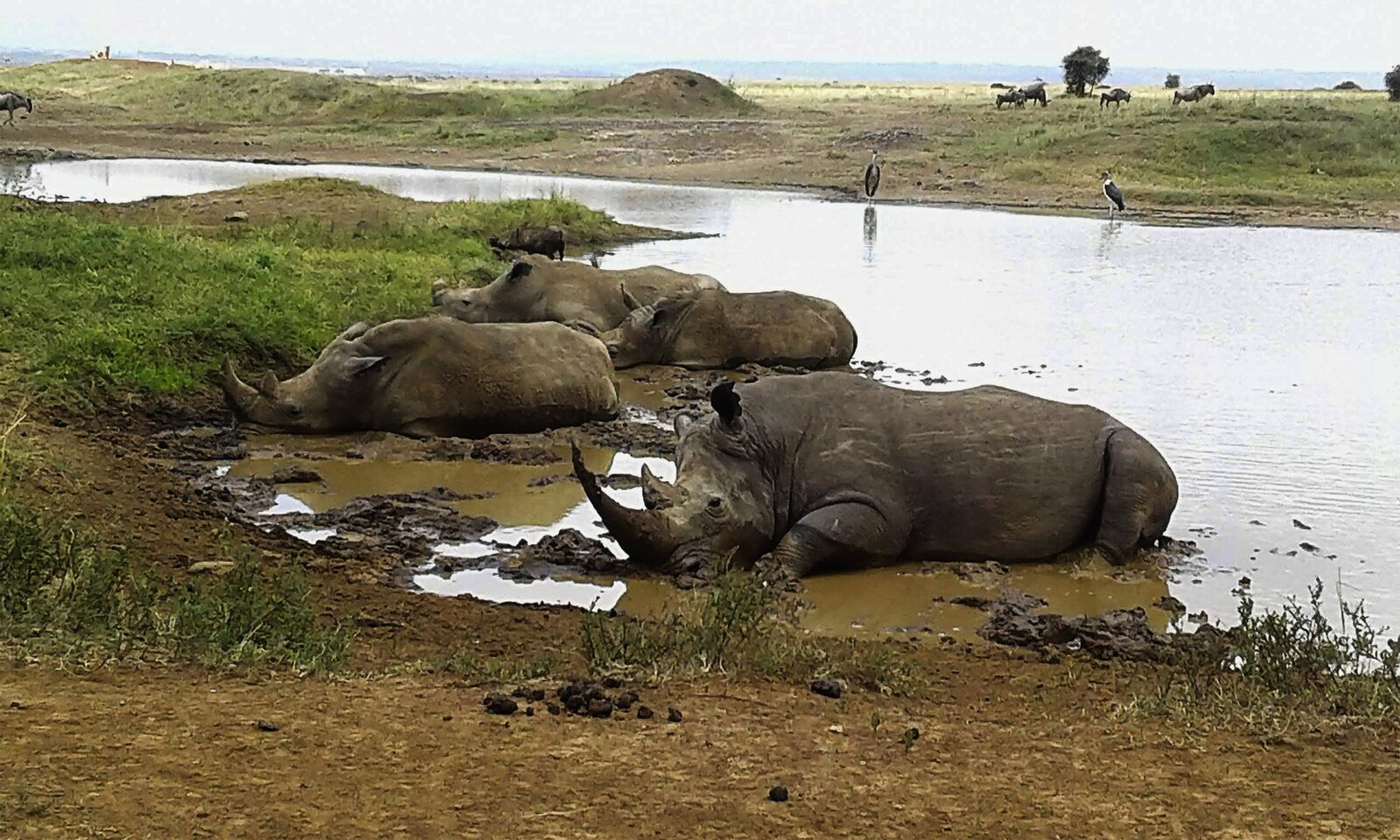 Breitmaulnashörner am Ufer des Naivashasees in Kenia