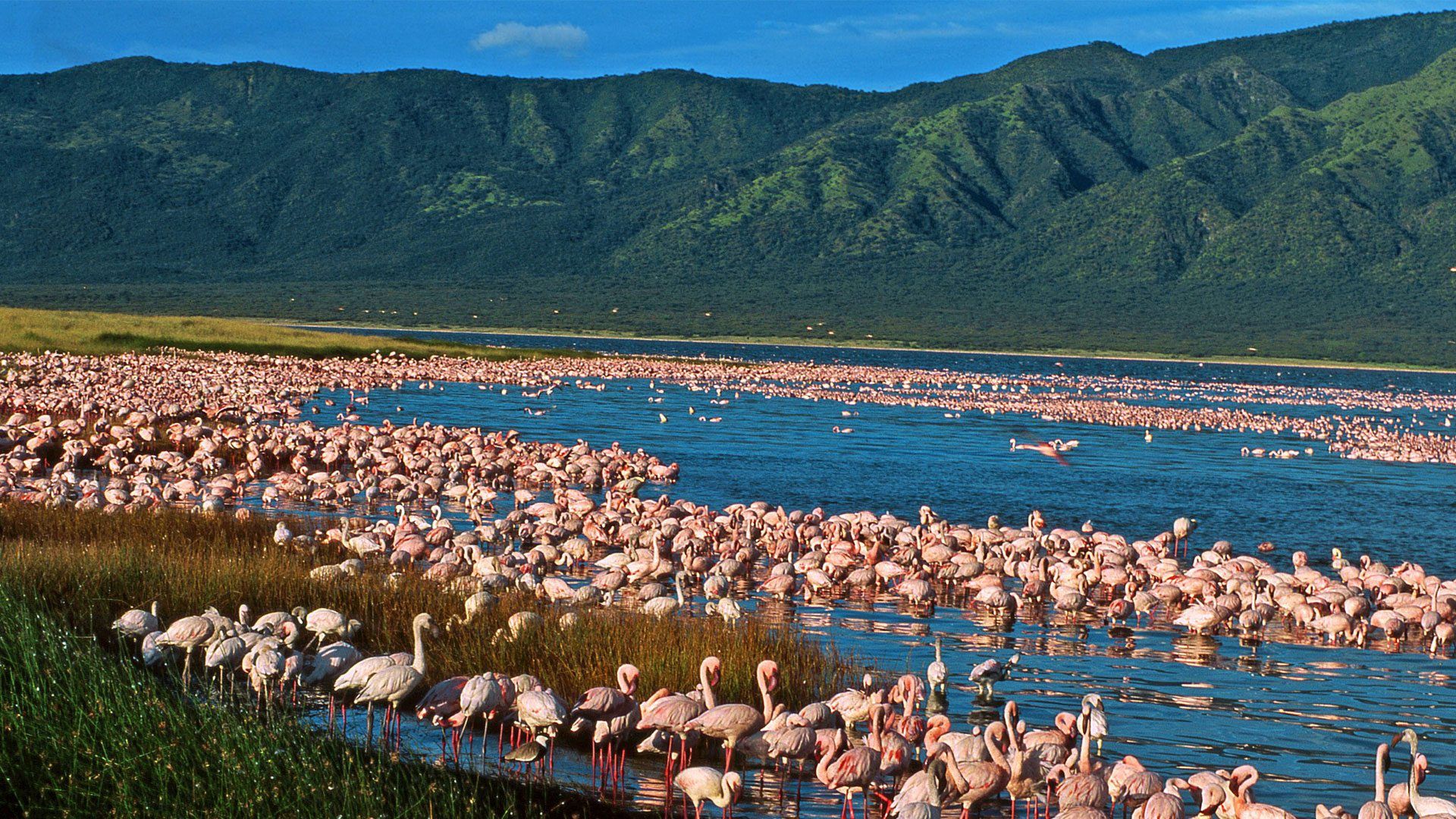 Flamingos im flachen, alkalischen Wasser eines Sees im Großen Grabenbruch in Kenia
