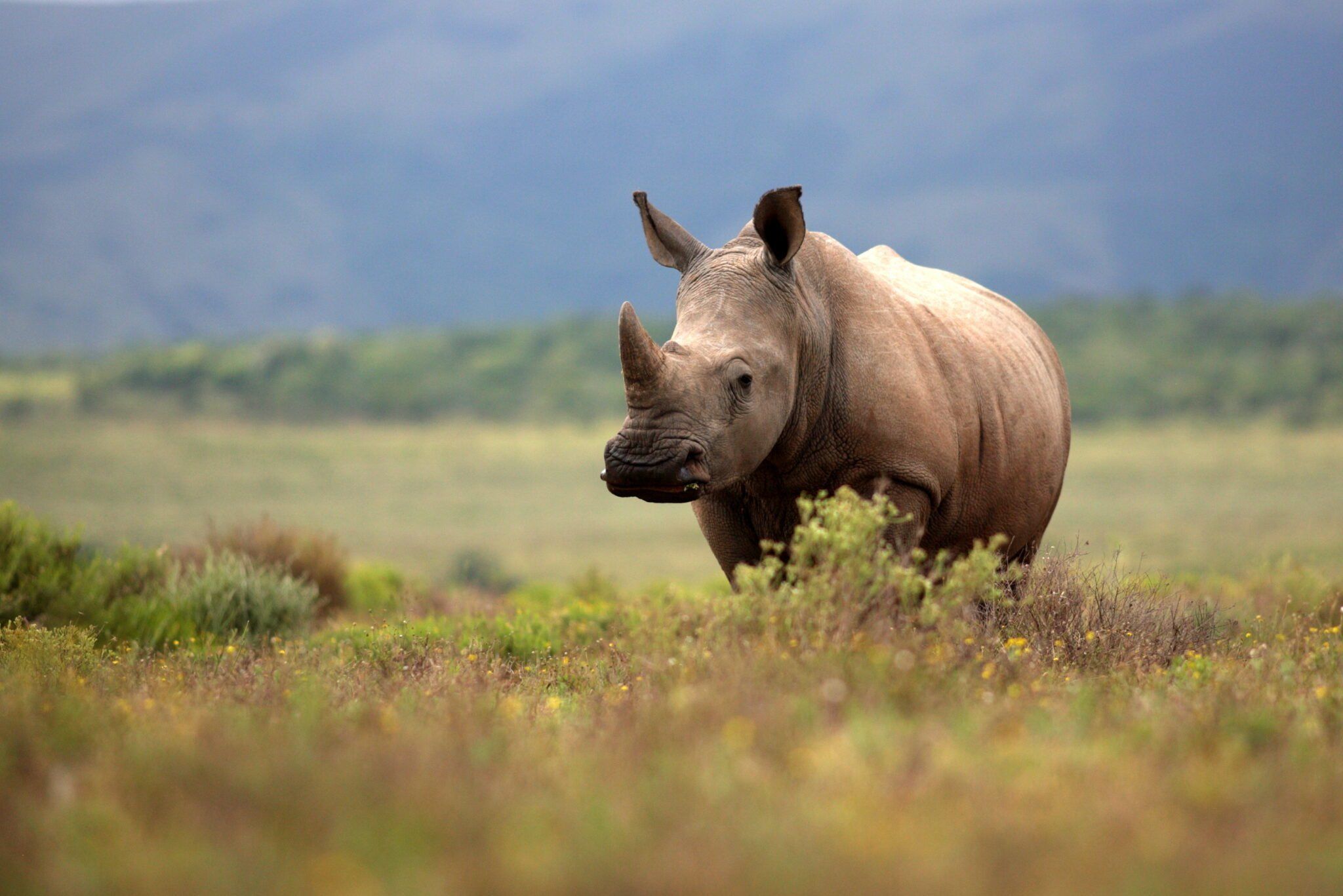 Ein Breitmaulnashorn grast auf grüner Wiese im Ol-Pejeta-Schutzgebiet in Laikipia, Kenia